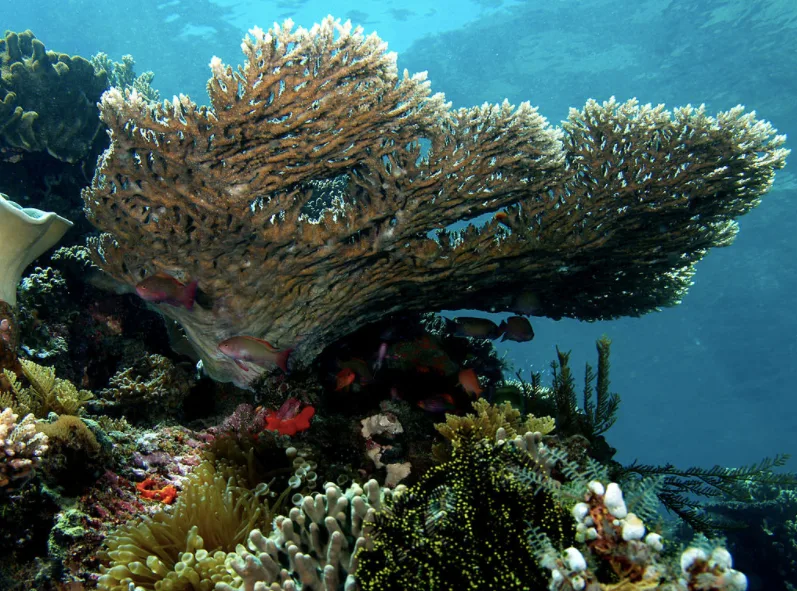 coral reef indonesia wiki cc
