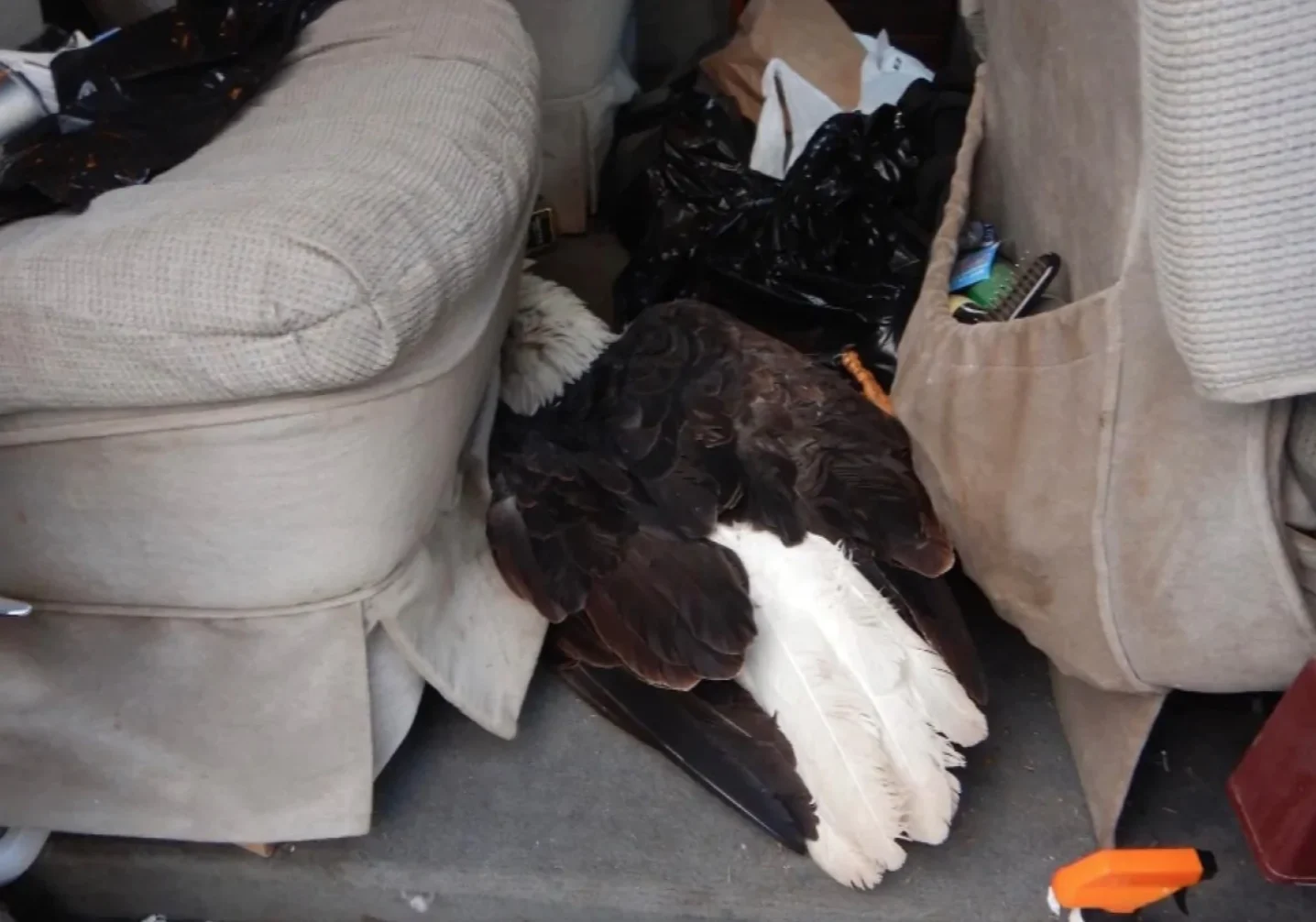 CBC: The full-size adult eagle, which was placed in the back seat of the van, suddenly woke up from what is presumed to be a concussion-induced sleep while the driver was driving.   (RCMP )