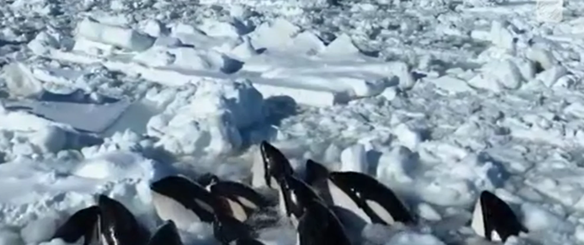 Pod of around 13 orcas trapped in ice appears to be free