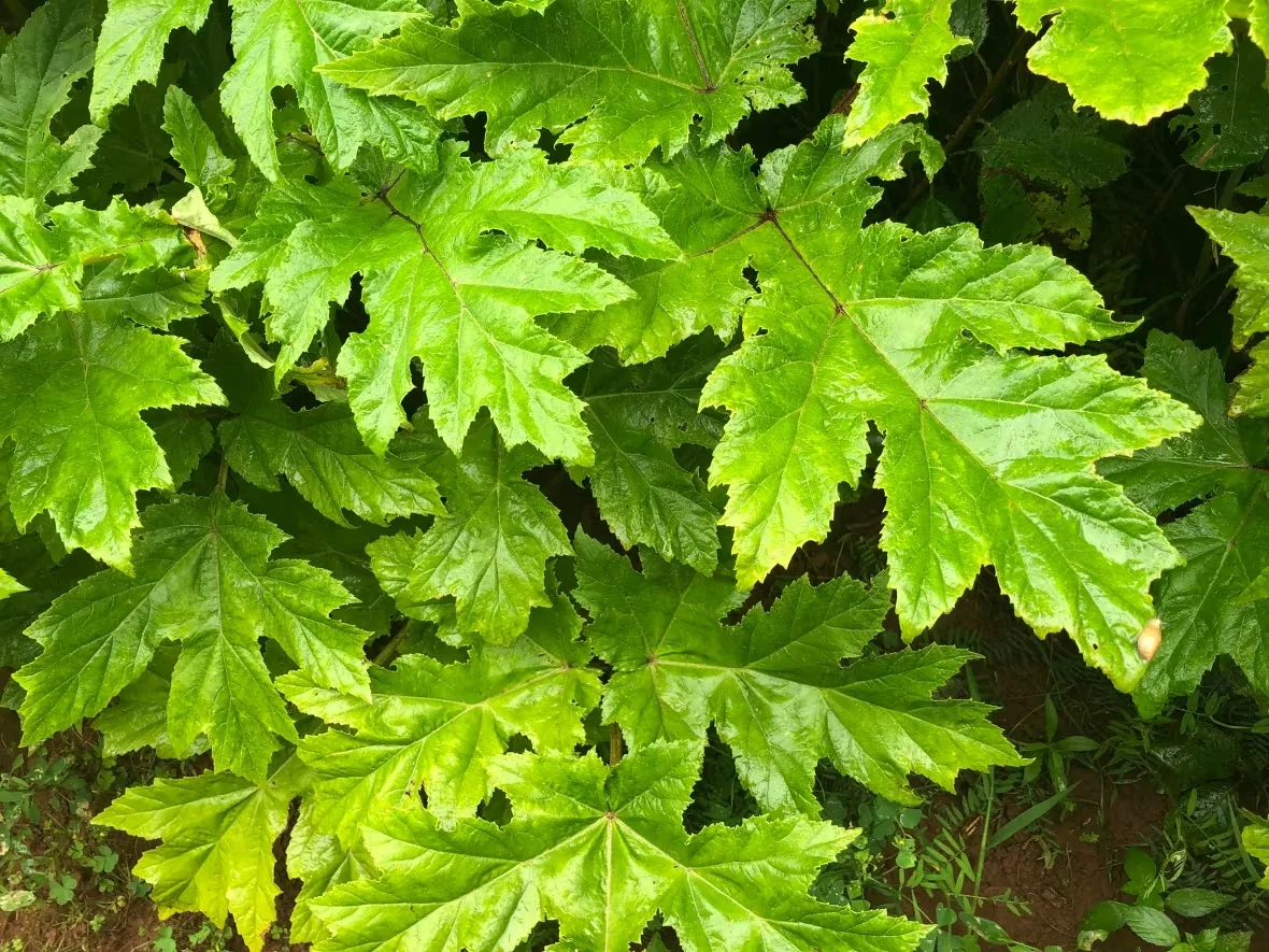 giant-hogweed-leaves/Brittany Spencer/CBC