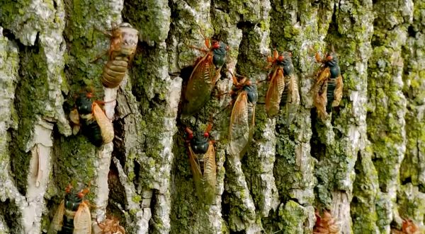 Billions of emerging cicadas create a chorus reminiscent of a 1950s sci-fi film