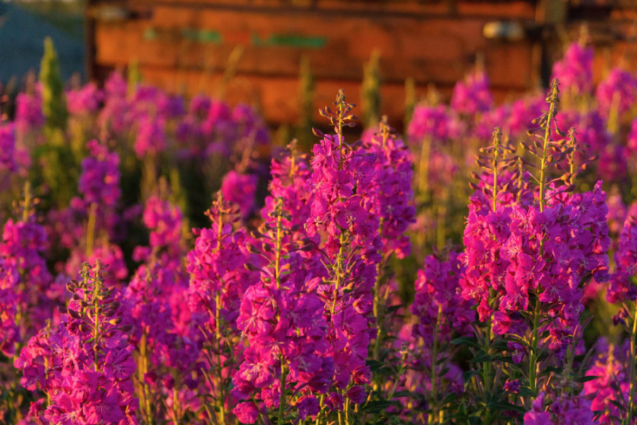 Fire to flower: Fireweed provides symbol of hope to frontline workers