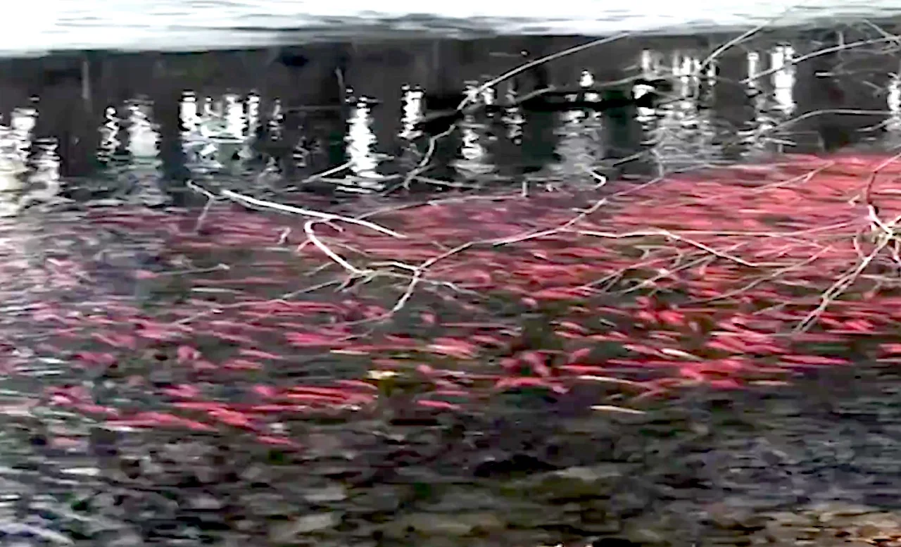 goldfish in woodland pond in Dundas, Ontario/Yvonne 