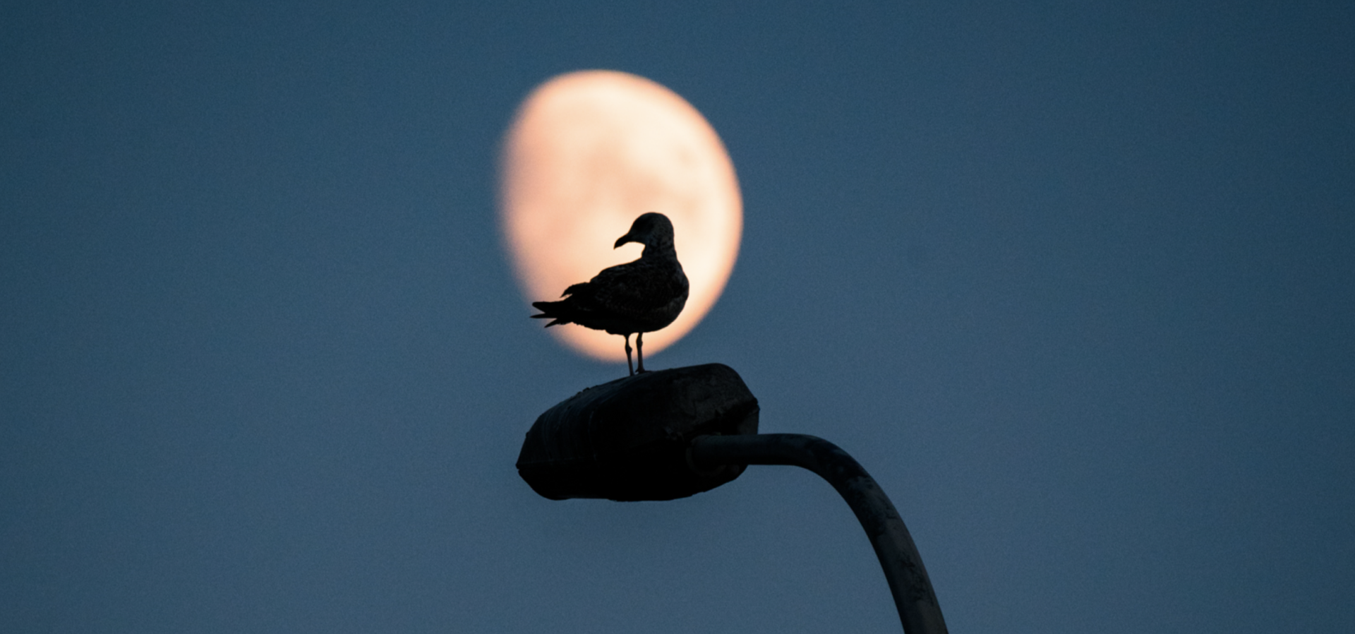 5 ways the full moon influences animal behaviour