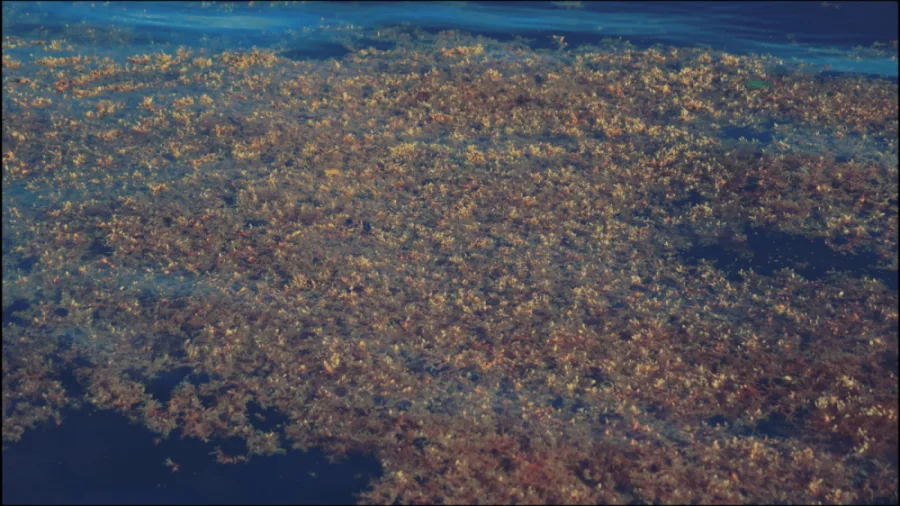 A mat of wild Sargassum growing in the ocean. (Seafield Solutions)