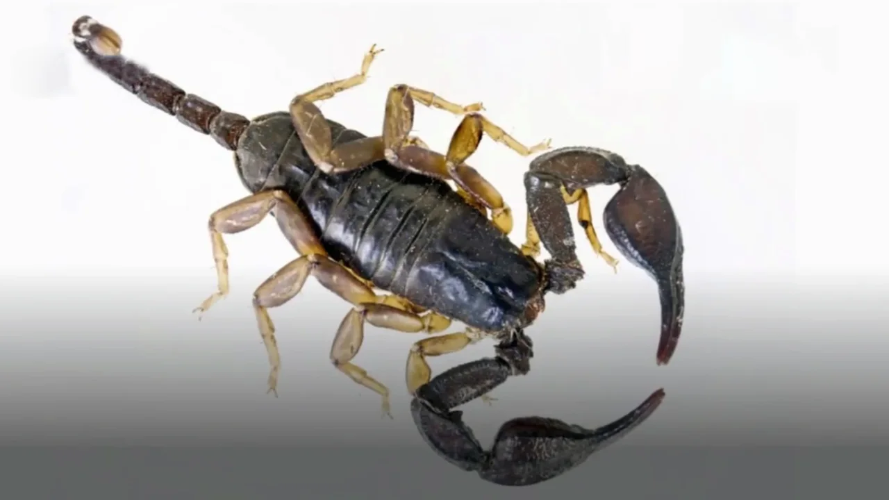 scorpion