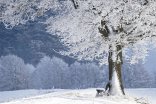 Janvier, le mois le plus important de l'hiver