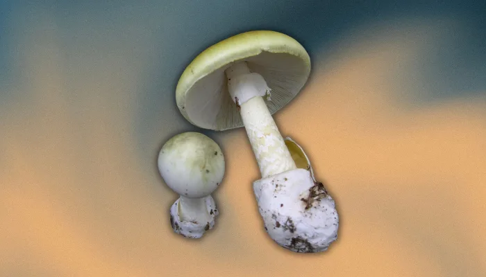 World's deadliest mushroom may be adapting to spread faster