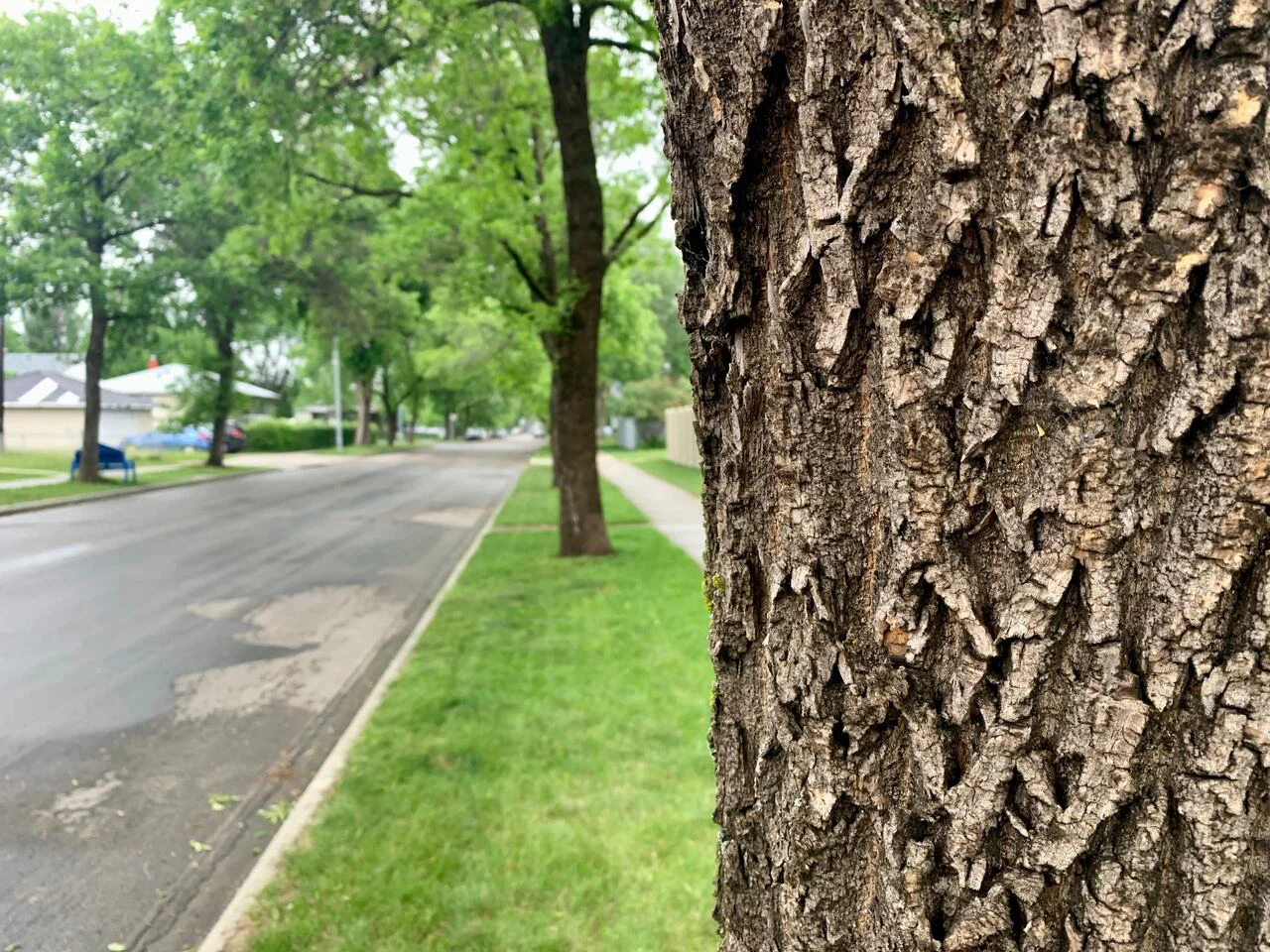 Edmonton's tree bylaw requires a permit to work within five metres of a tree located on public property. (Adrienne Lamb/CBC)