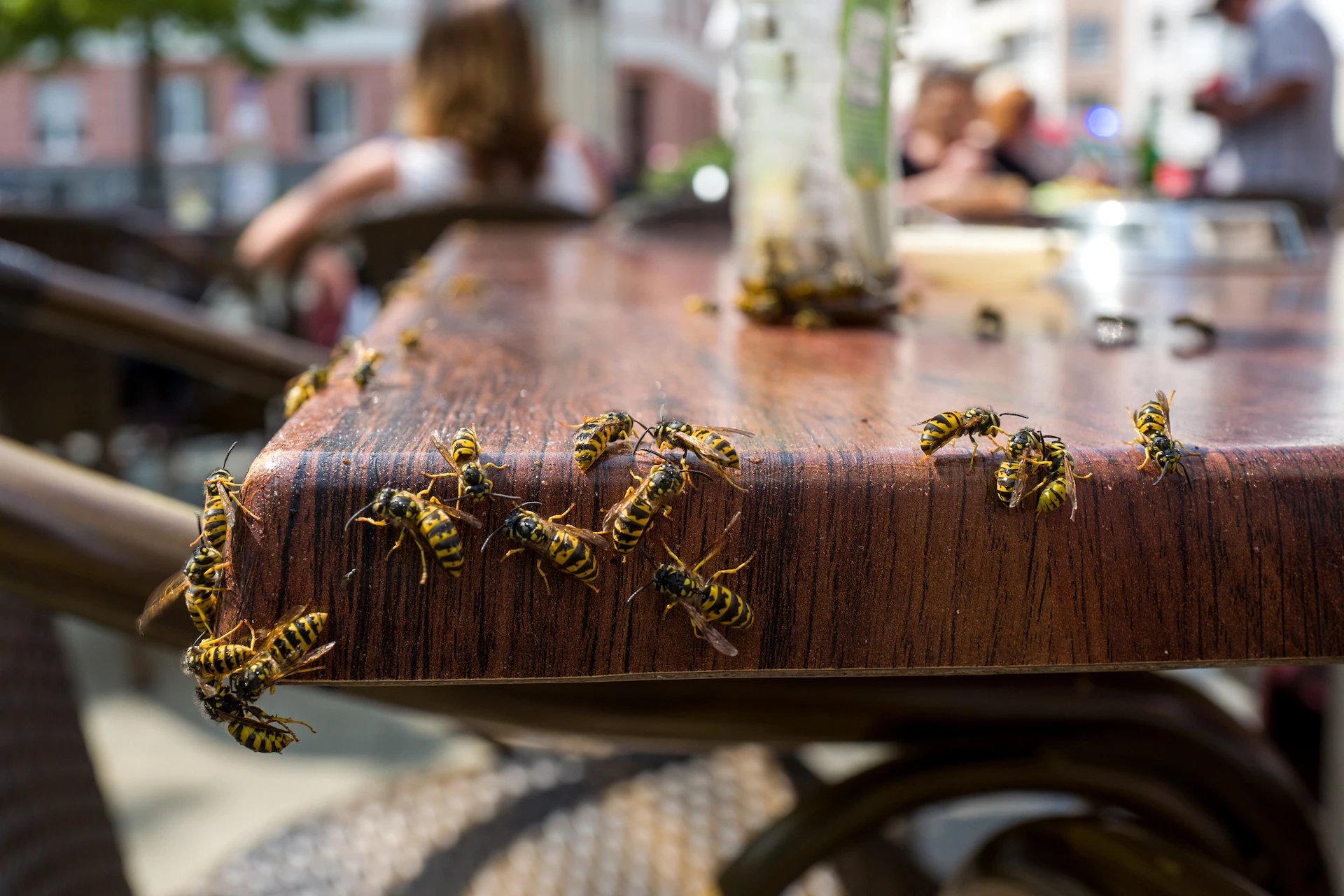 Why it appears there is an invasion of wasps near summer's end