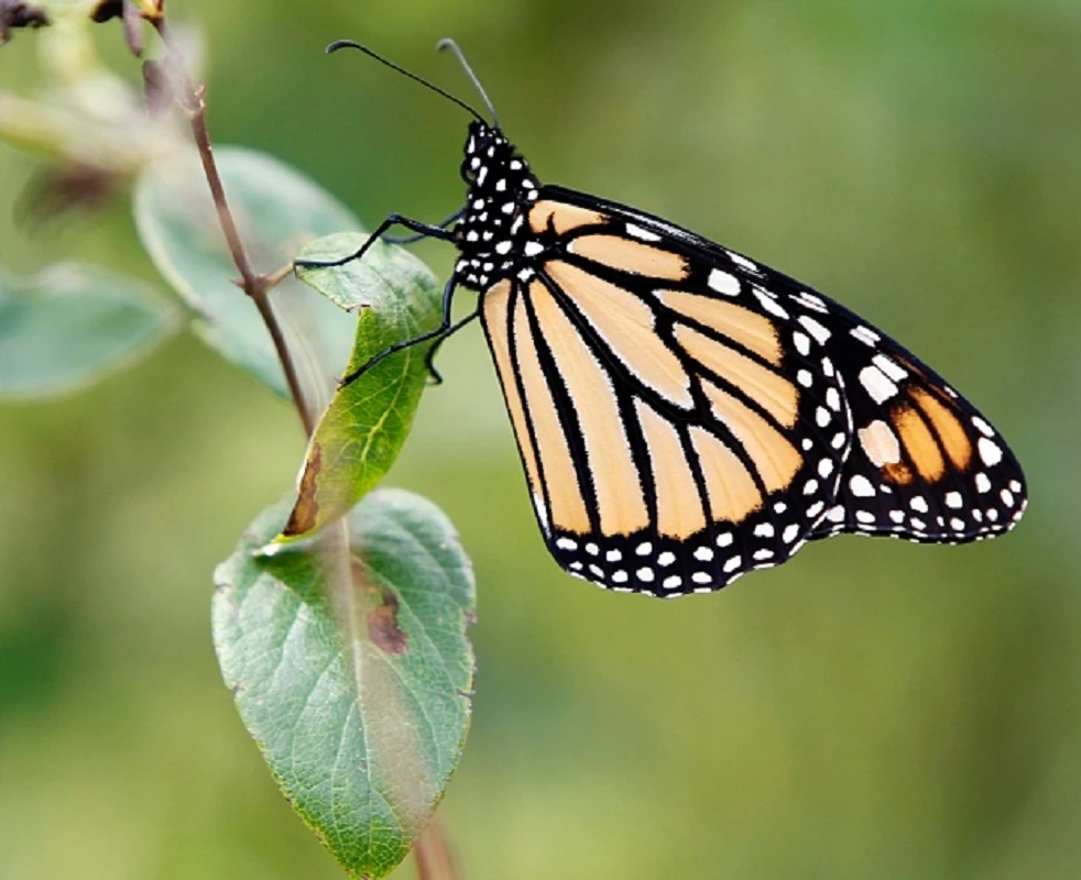 How 2 monarch butterflies emerged from their chrysalis during Dorian