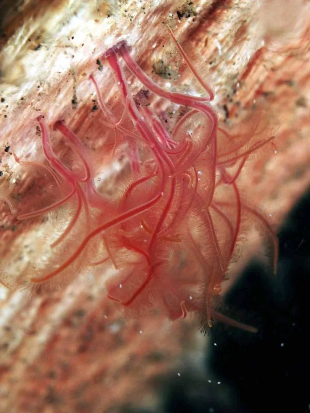 Zombie worm, Osedax on a bone. Credit: Yoshihiro Fujiwara/JAMSTEC