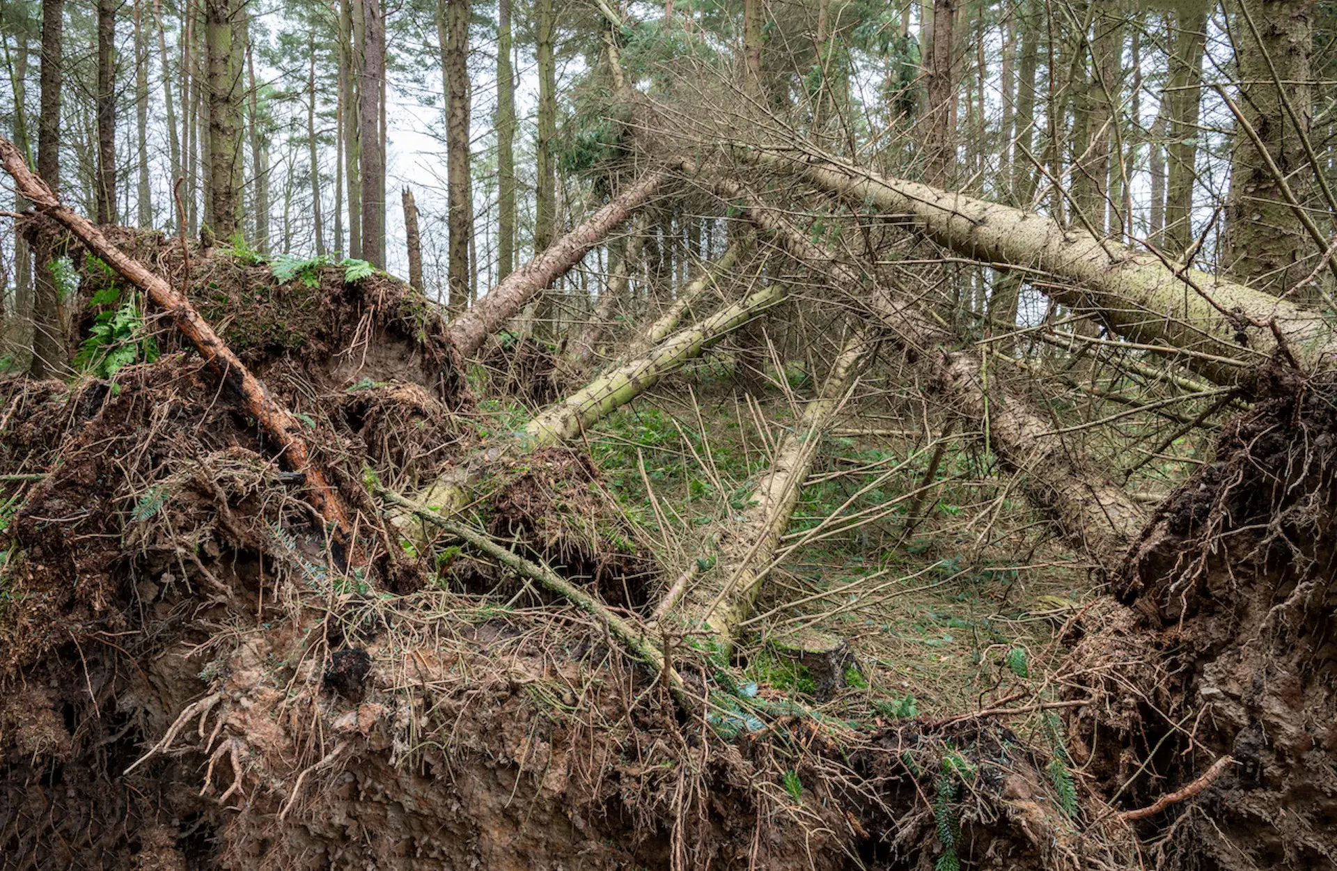 Why a 'tree's job isn't done' after a storm brings it down