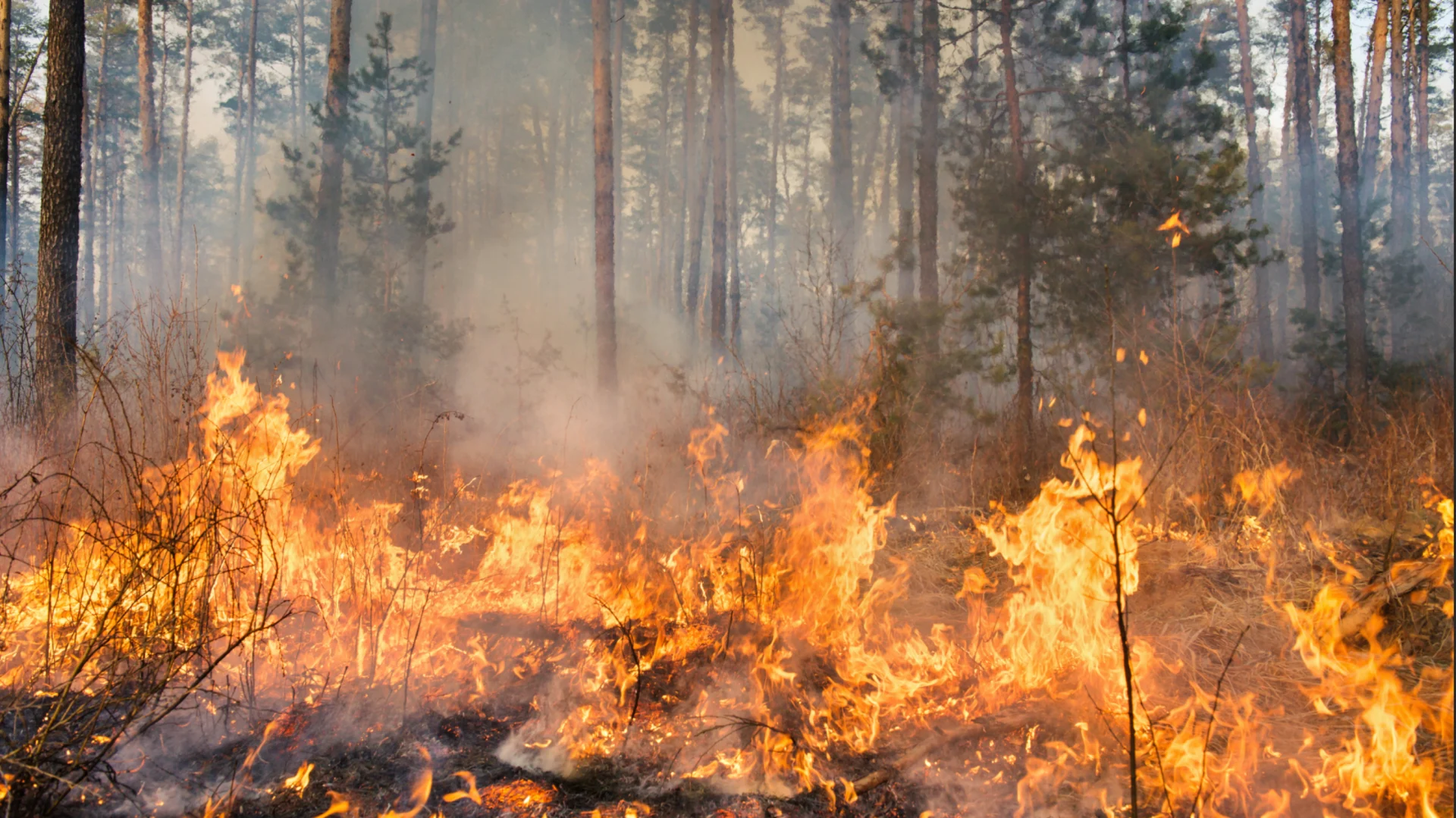 Firefighter recruitment, retention top of mind as Quebec heads into wildfire season