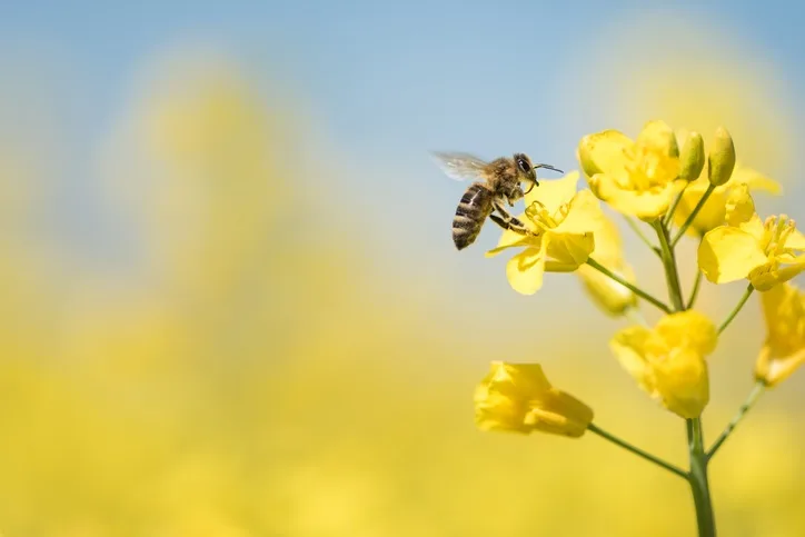 Planning a spring garden? Here are city bees' fave flowers