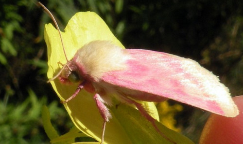 Rosy Maple Moth (Dryocampa rubicunda) · iNaturalist