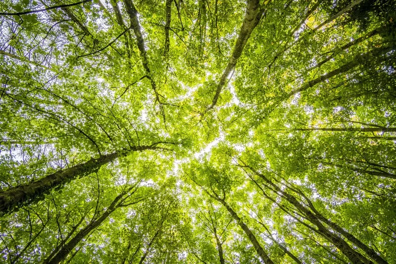 Apparently, trees know how to social distance too