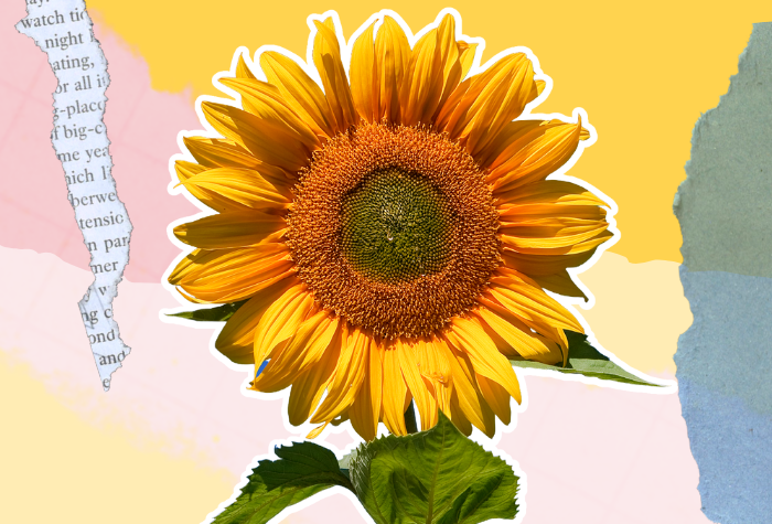 New study examines why sunflowers always face east