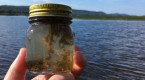 Blue-green algae bloom detected in New Brunswick's Belleisle Bay