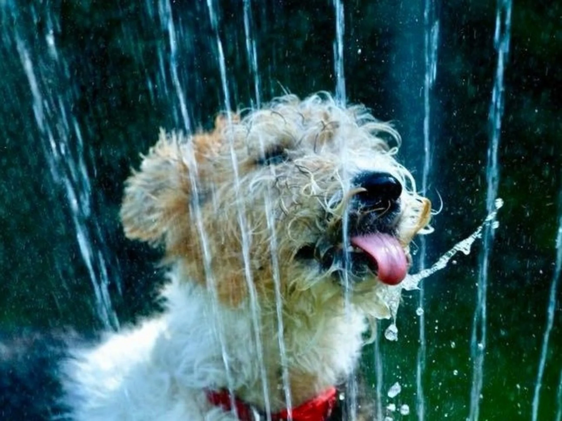 VESTE CLIMATISEE CHIEN 3