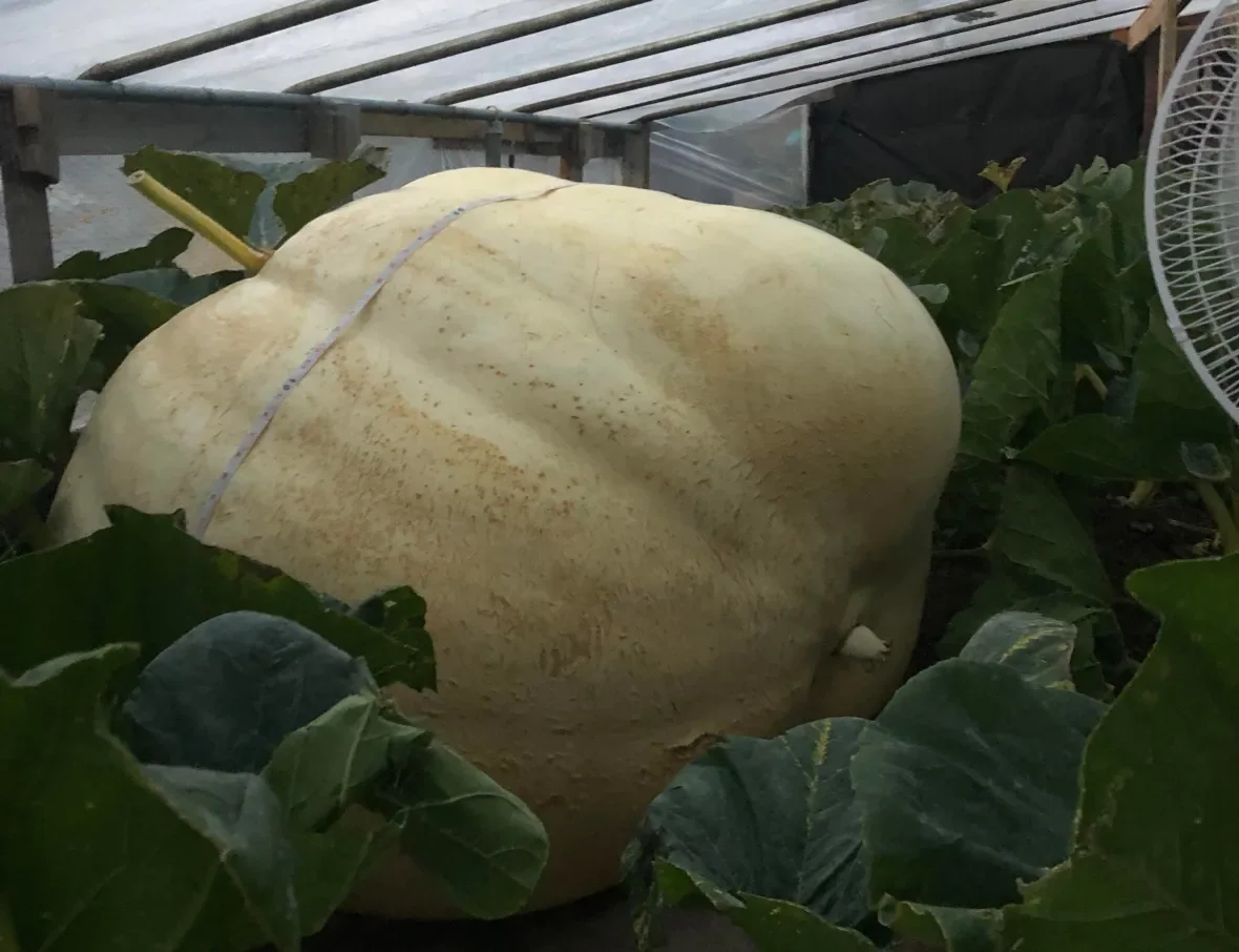 gourdie-the-giant-pumpkin/Submitted by Leslee Lake via CBC
