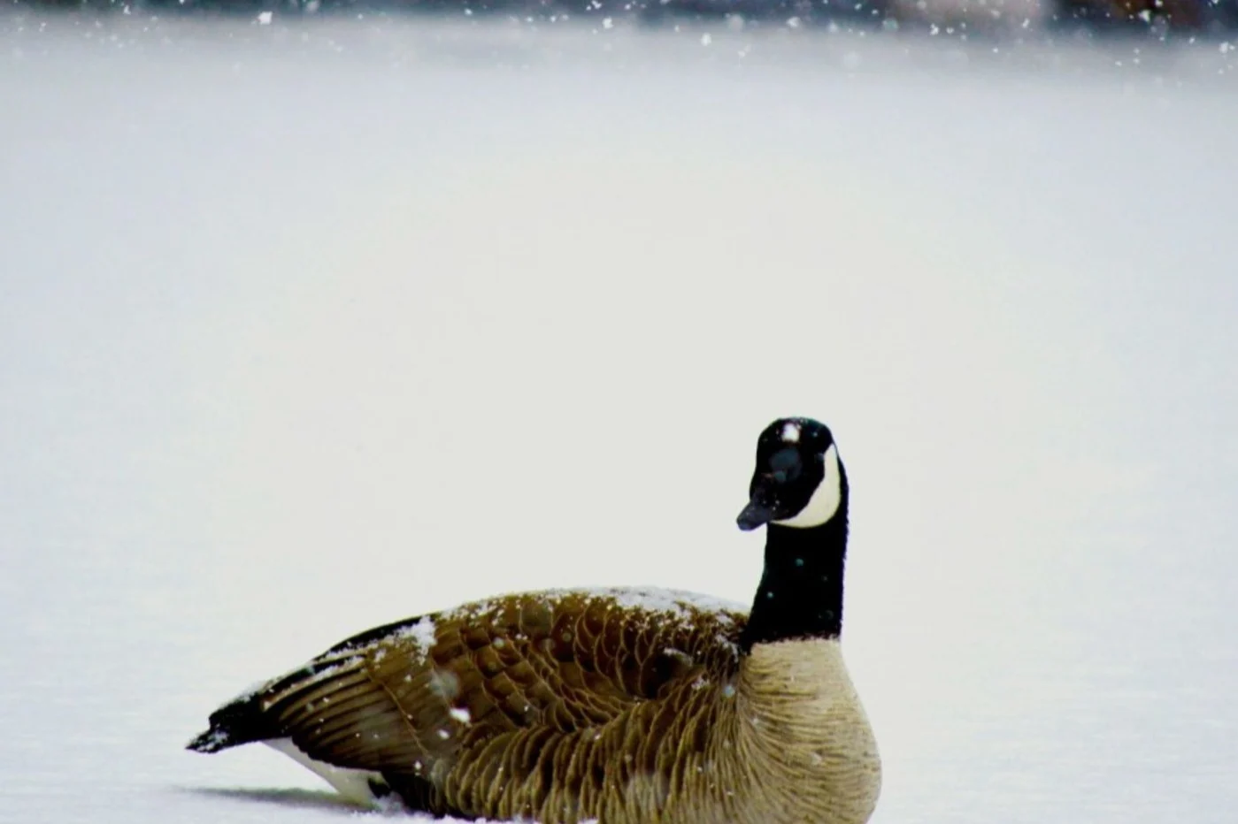 Des oiseaux migrateurs passent l’hiver avec nous