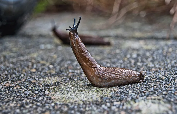PIXABAY - slug