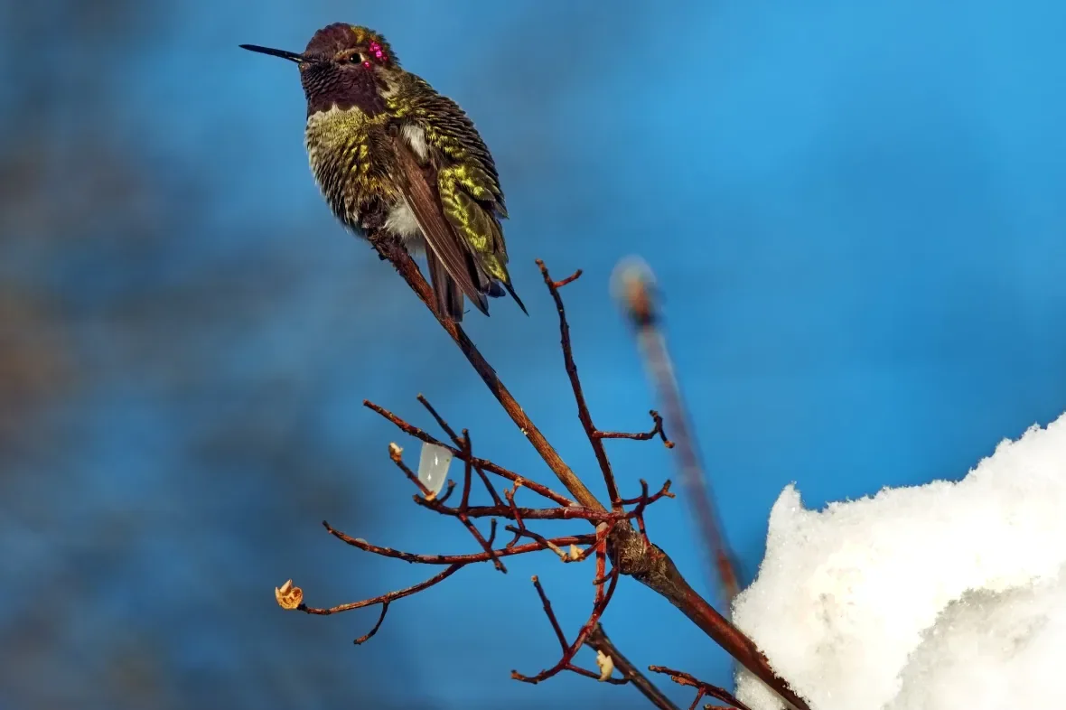 hummingbird-in-snow/Wildlife Rescue Association of B.C. via CBC