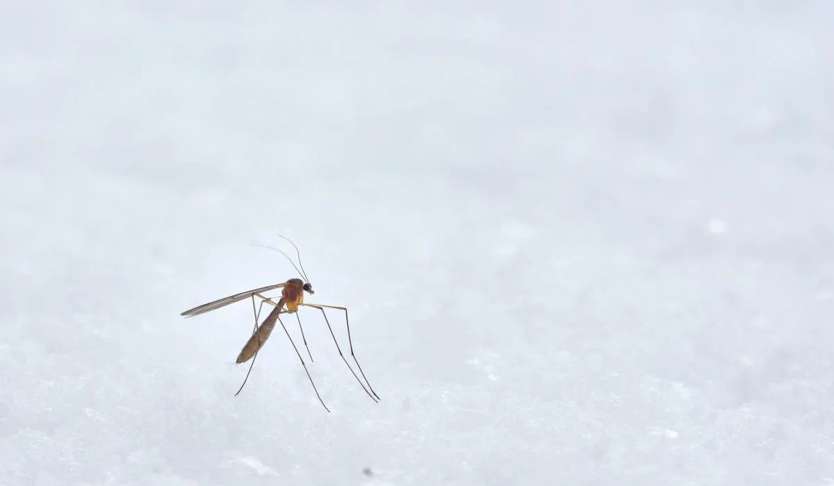 Le printemps hâtif favorise le retour des moustiques