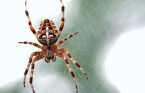 5 products to help keep spiders under control