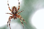 5 products to help keep spiders under control