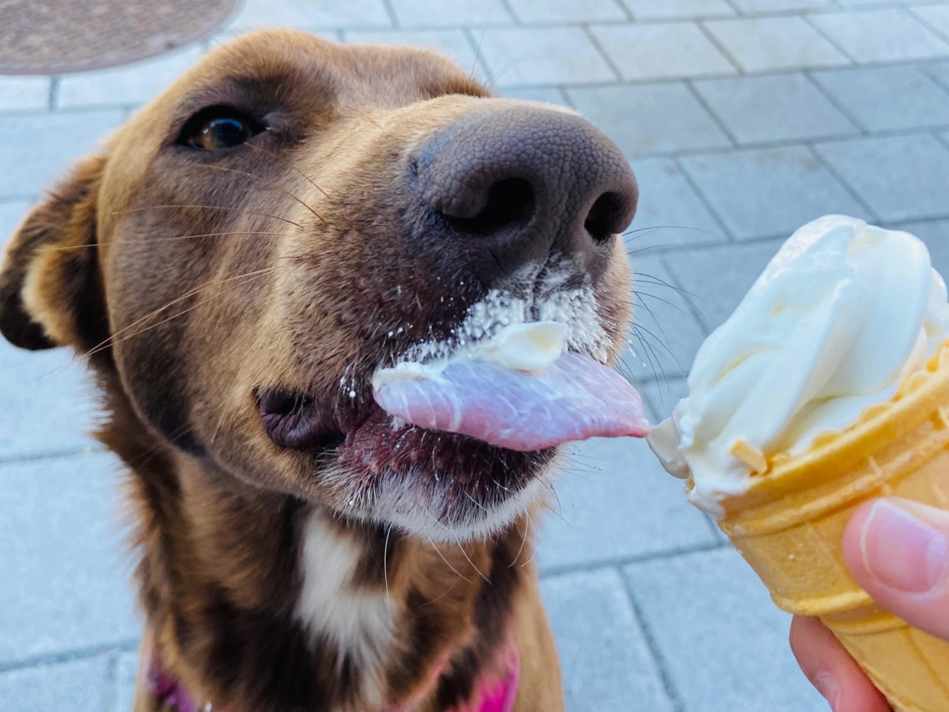 La saveur de crème glacée qui fond le plus vite? La réponse ici 🍦