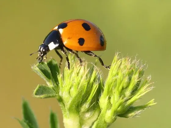 Cette bestiole tentera de se réfugier dans votre maison