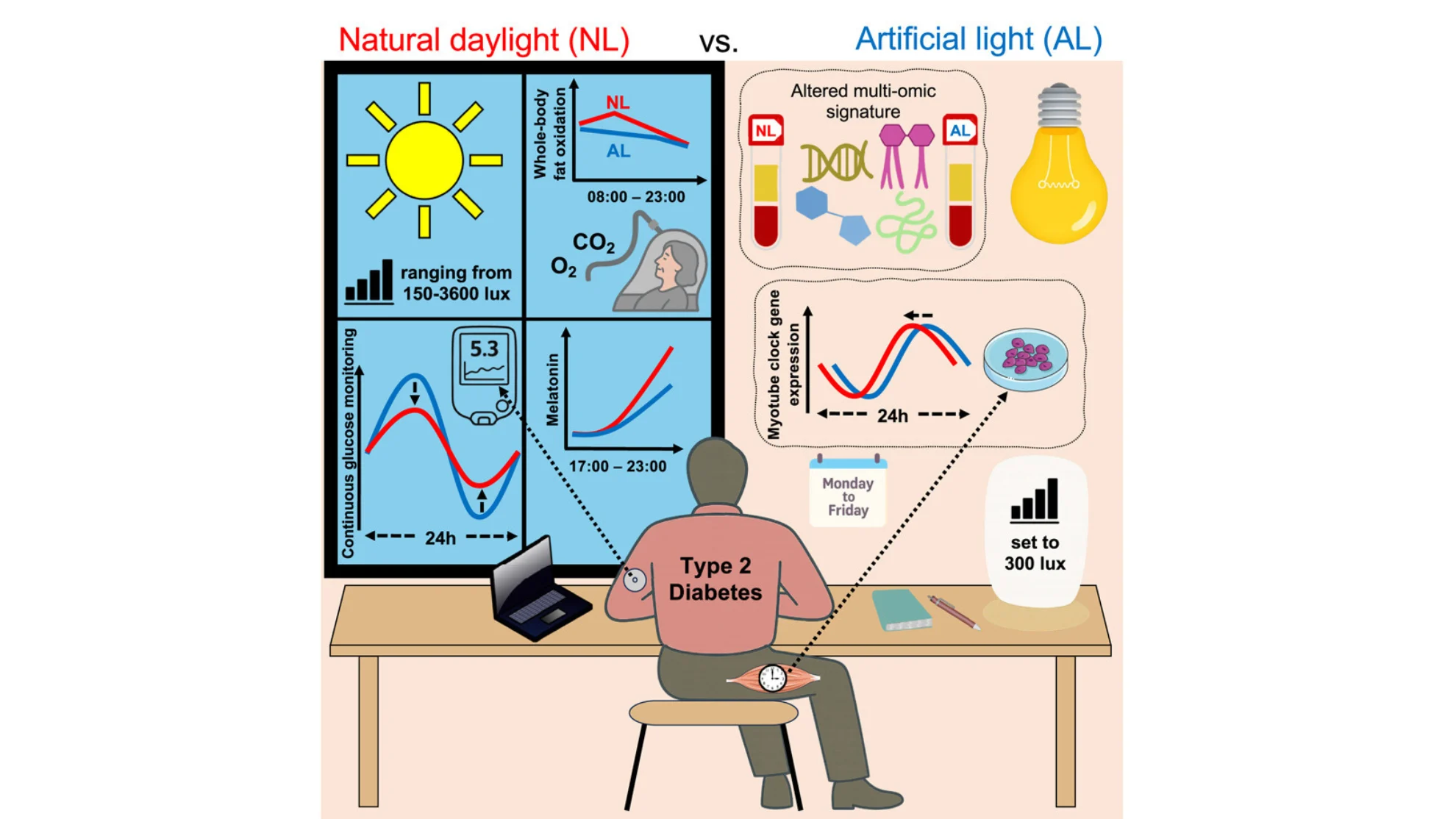 Cell metabolism - natural sunlight and type 2 diabetes