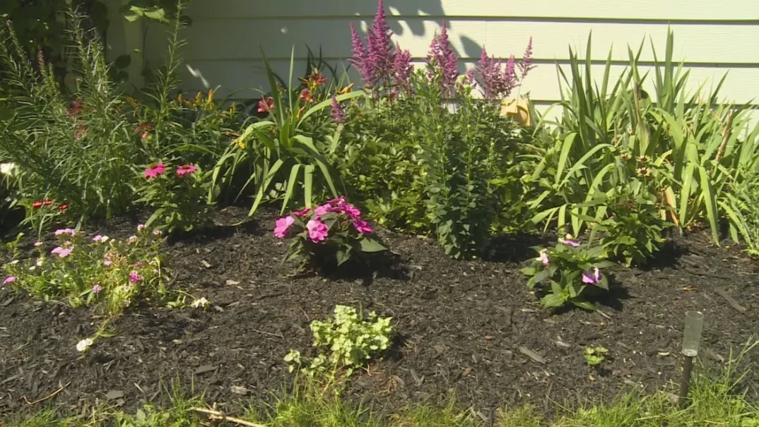 CBC: Fire Smart suggests people keep mulch at least 1.5 metres away from buildings. (Katerina Georgieva/CBC)
