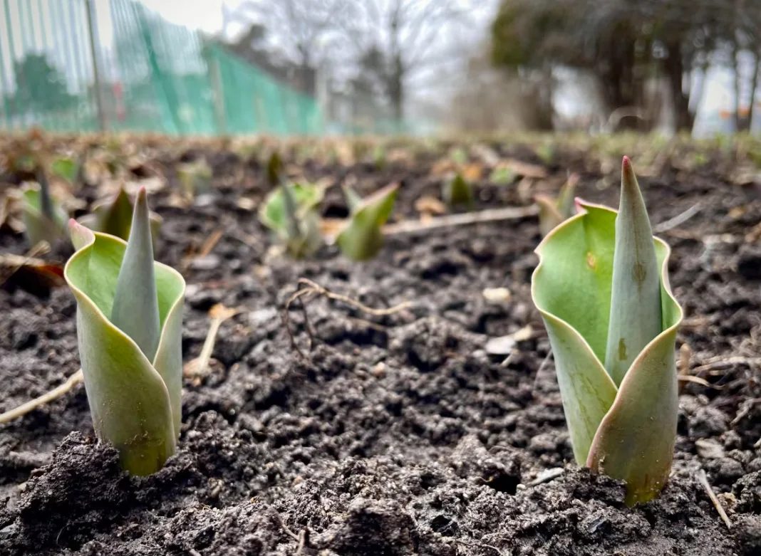 CBC: Tulips that have sprouted at Commissioners Park in Ottawa on Monday are likely to bloom one-to-two weeks early this year, according to the National Capital Commission's senior landscape architect. (Submitted by Tina Liu)