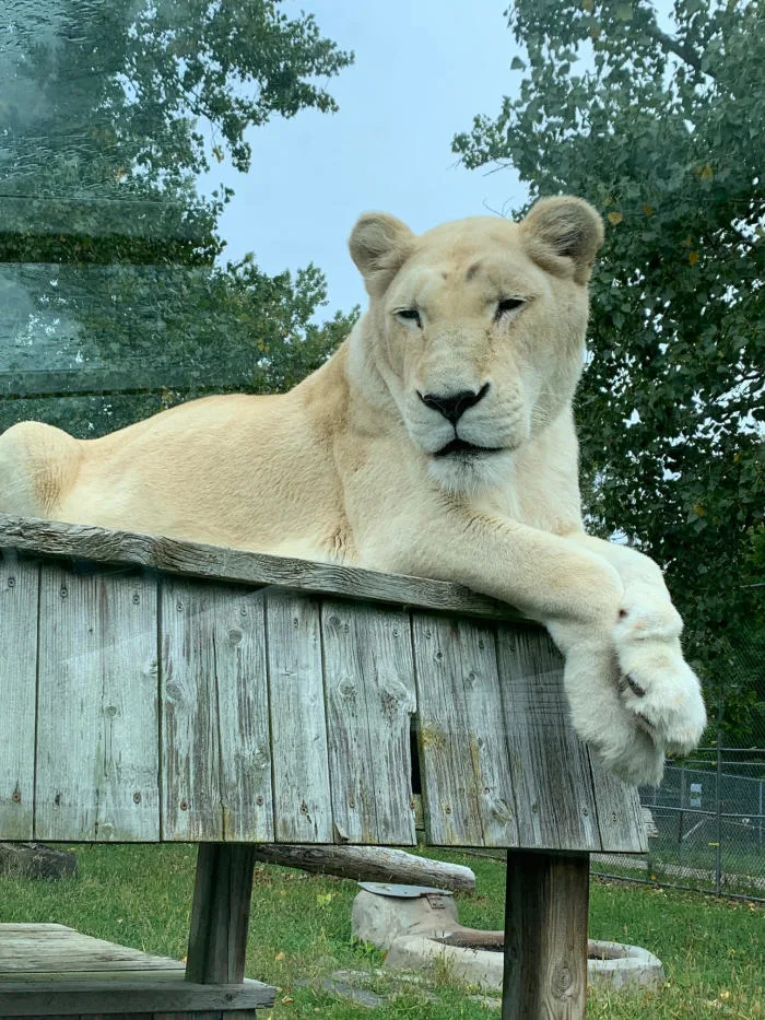 PARC SAFARI