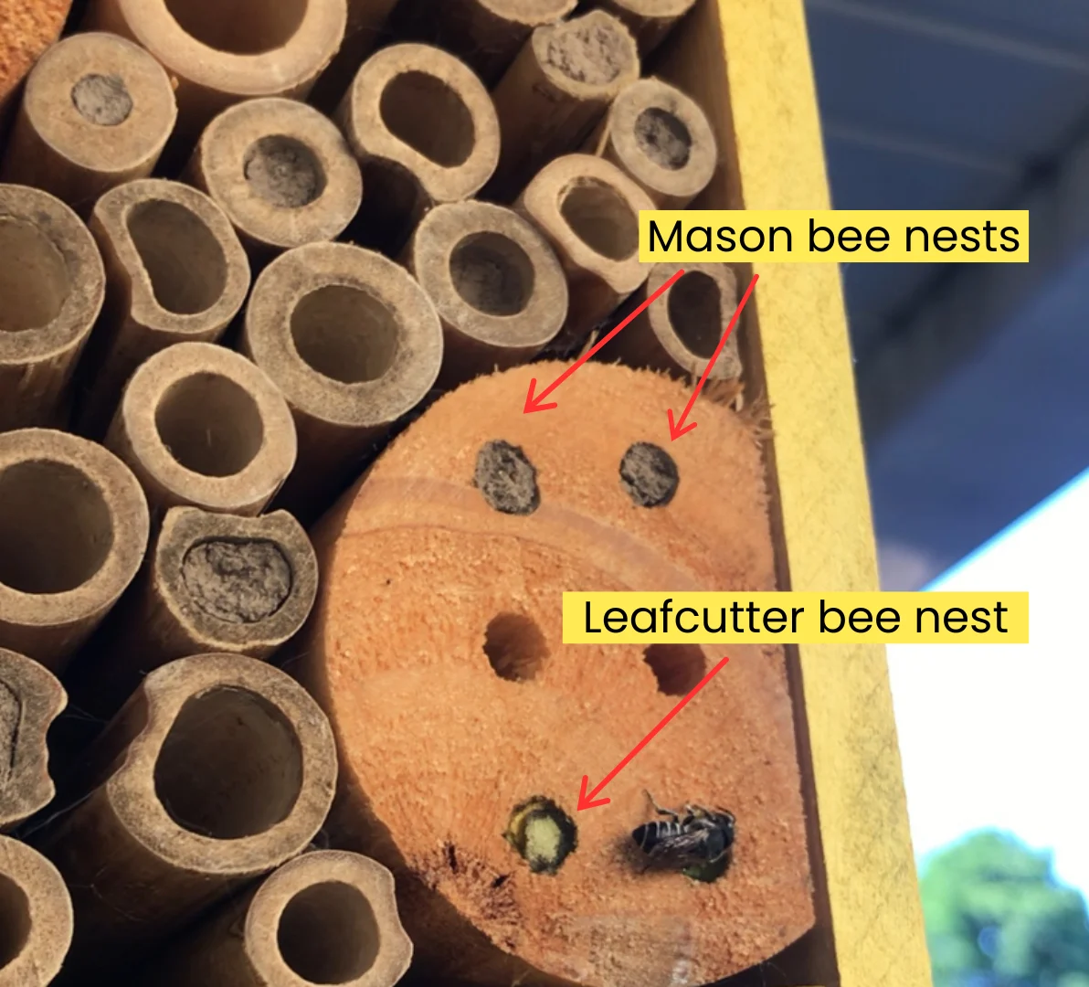 Mason bee nests and leafcutter bee nest in a bee hotel comparison. (Anika Beaudry/TWN)