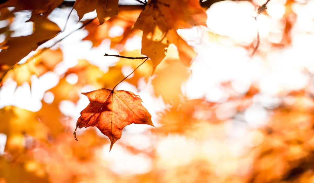 La météo pourrait gâcher les couleurs d’automne