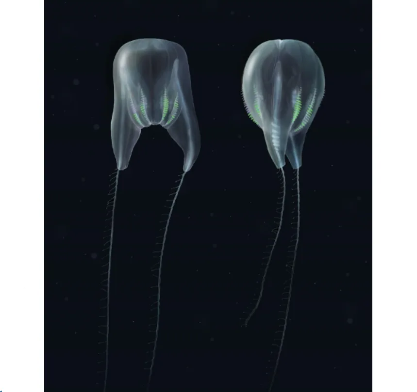 NOAA - new species2