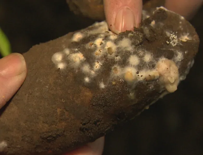 potato-rot
