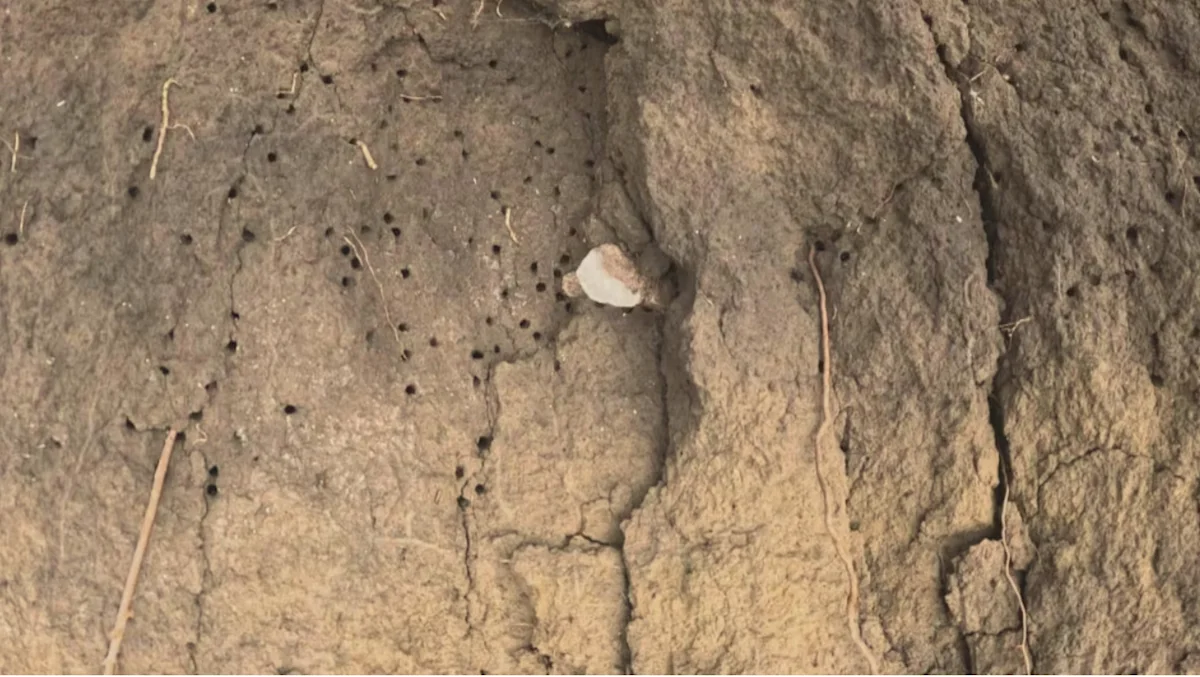 Bison bone found in Sask. points to human life there more than 8,000