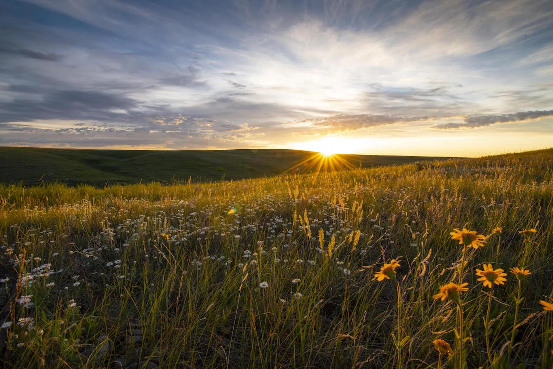 Action needed as Canada loses nearly 300 football fields of grasslands daily