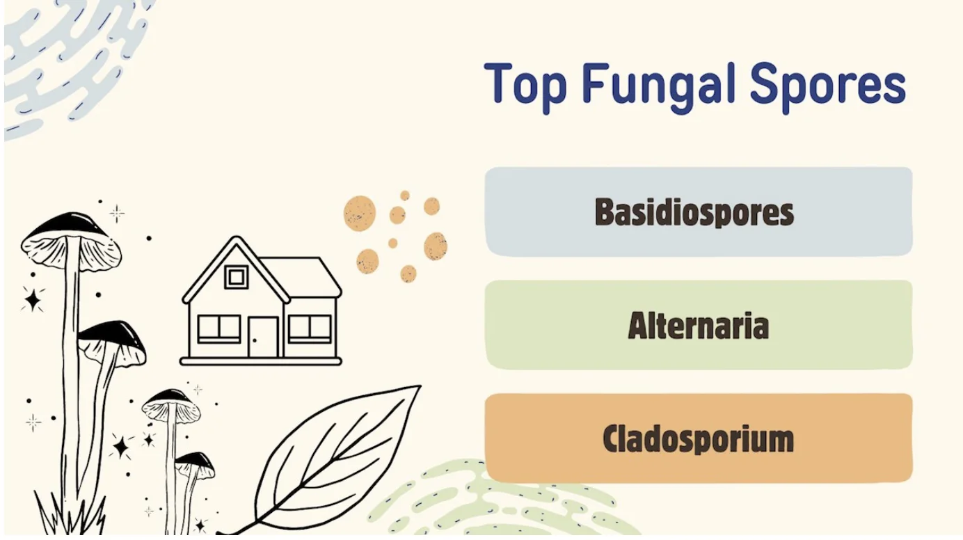 Canva/Rachel Schoutsen: Top Fungal Spores - fall allergies