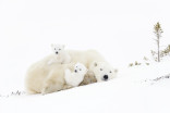 Polar Bear Week: Protecting vulnerable species 