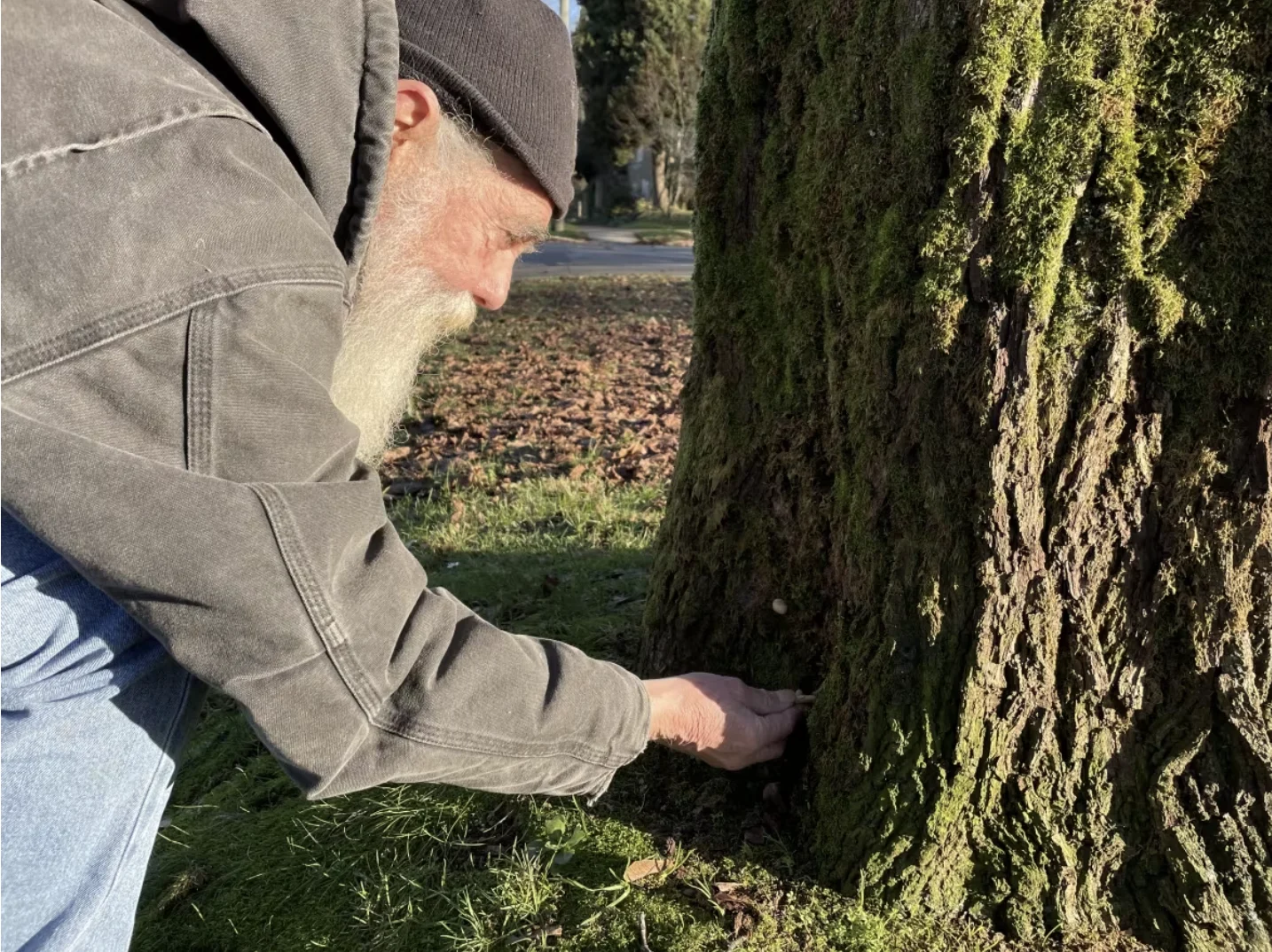 cbc: Paul Kroeger looks at a mushroom growing from a street tree in Vancouver in December 2021. (Chad Pawson/CBC News)