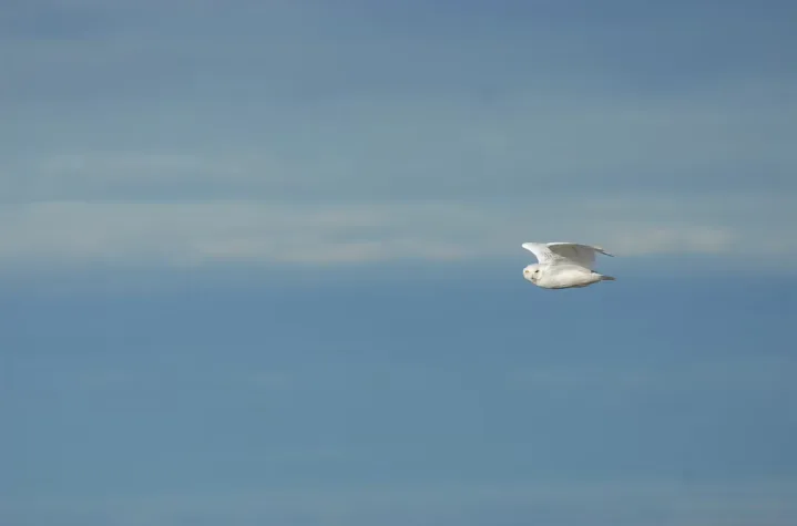 CBC: A snowy owl in flight (Nicolas Lecomte)