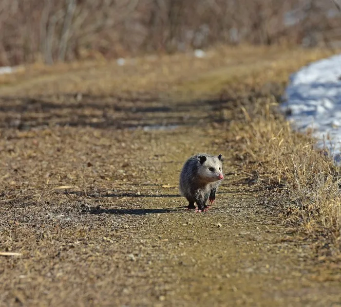 La détresse chez les animaux, de plus en plus présente