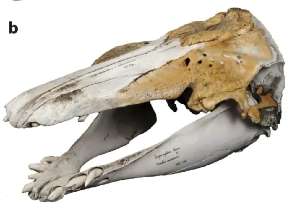 Bizarre skull turns out to be first known beluga-narwhal hybrid