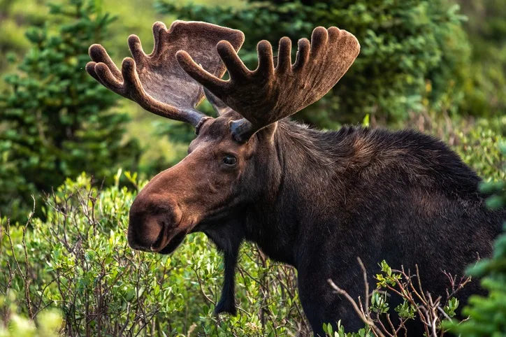 Video: Moose takes a dive off a cliff in Newfoundland